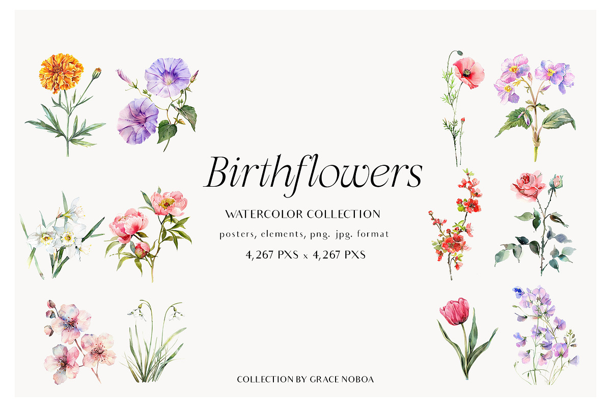 Watercolor Birthmonth florals Set, a Decorative Illustration by Grace Noboa Illustrations (Photo 7 of 10)