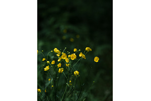 Summer vibe aesthetic vertical, a Nature Photo by Fascinadora