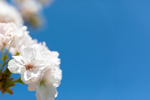 Close-up of soft white cherry blossoms blooming under a clear bl, a Nature Photo by Ales Munt