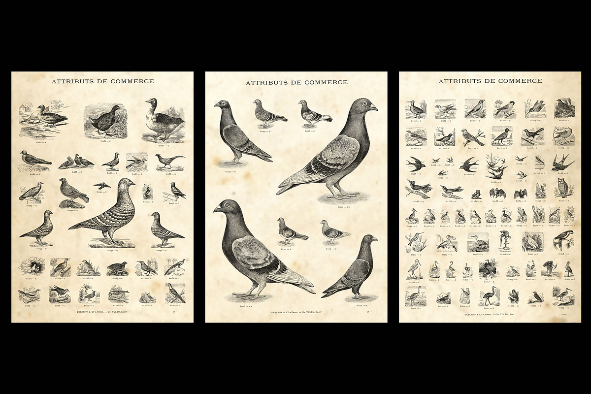 Animals + bonus / vintage engravings preview 3
