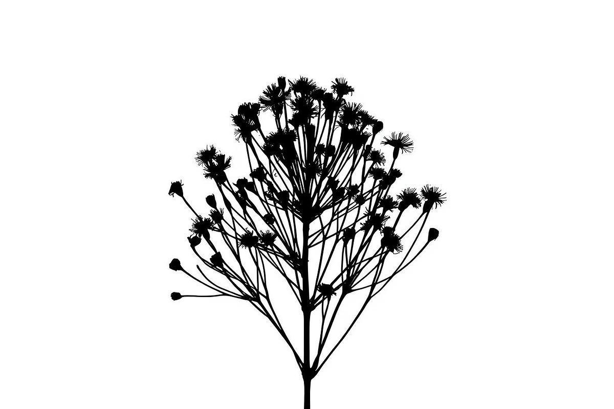 Wildflower Silhouette Vector Set, an Illustration by BIPLOB EXPERT (Photo 8 of 9)