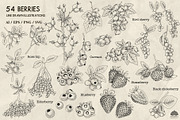 Berries line art + Procreate, a Food Illustration by Skliarova (Thumbnail 2 of 3)