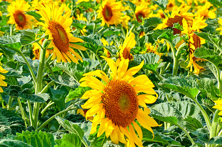 Sunflower, a Photo by Peopleimages.com