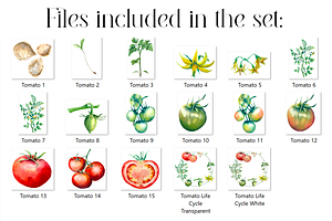 Watercolor Tomato Life Cycle Set