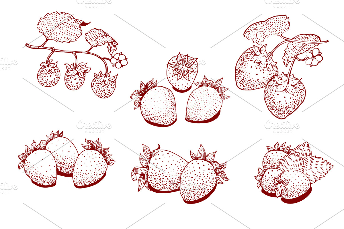 Strawberry Vector Collection, a Food Illustration by Lubov Illustrations Shop (Photo 3 of 7)