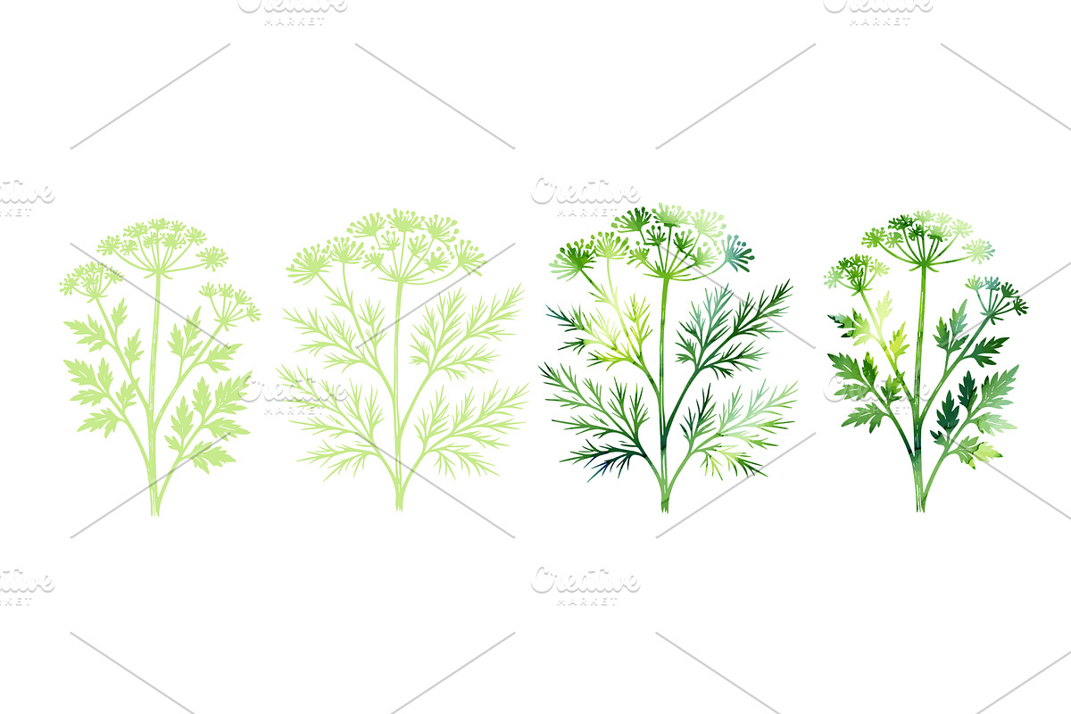 Parsley and dill herbs in watercolor, a Food Illustration by Nenahliadava Design