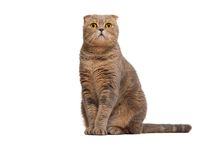 A red-haired Scottish fold cat with yellow eyes isolated on a white background.
