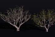 The Red Coral Tree, a Plants & Tree 3D Model by FuturePastCreatives (Thumbnail 4 of 8)