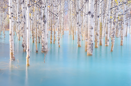 Birch forest in the Abraham Lake., a Nature Photo by Landscape and travel