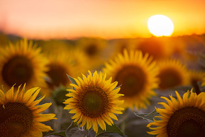 Sunflower field with the Sun, a Nature Photo by Mark Borbely