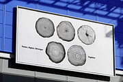 Black tree rings collection, a Decorative Illustration by Handmadefont (Thumbnail 7 of 10)