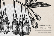 Adaptogenic Plants Vector Collection, a Healthcare Illustration by Yevheniia (Thumbnail 8 of 9)