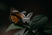 Minimalist Modern Butterfly Logo, a Branding & Logo Template by Luxury Logos (Thumbnail 2 of 4)