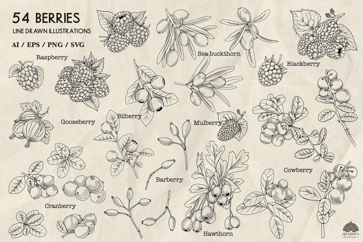 Berries line art + Procreate, a Food Illustration by Skliarova (Photo 3 of 3)