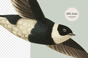 Swallows - vintage illustrations, an Animal Illustration by AI Crafted Magnolia (Thumbnail 2 of 13)