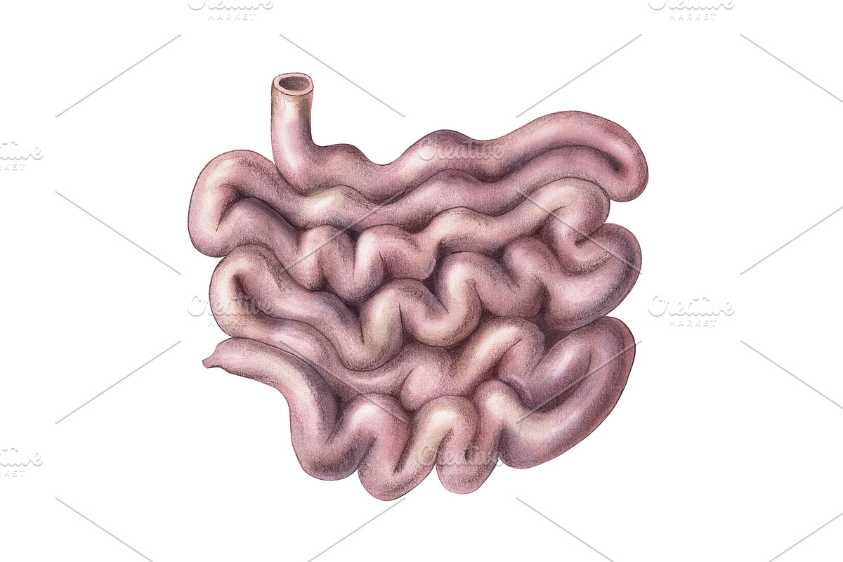 Vintage Human Organs Hand Drawn Set, a Healthcare Illustration by Anna Repp Illustration (Photo 12 of 14)
