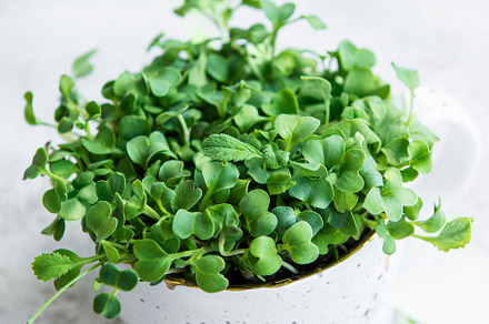 Micro greens. Sprouted Radish Seeds., a Food & Drink Photo by Olena Rudo