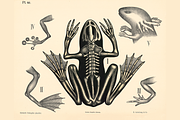 Dybdahl's Zoological Charts, an Animal Illustration by Digital Museum (Thumbnail 7 of 9)