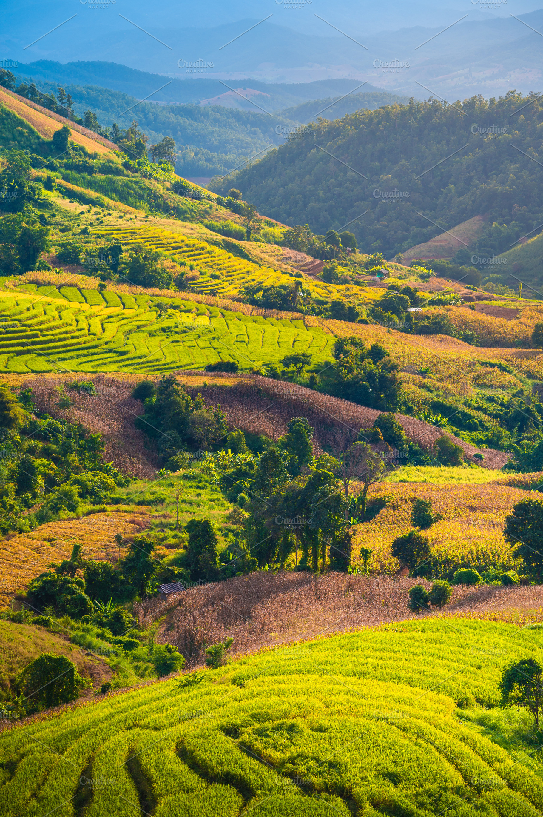 Terraced rice field in Chiang Mai, a Nature Photo by KHphotography