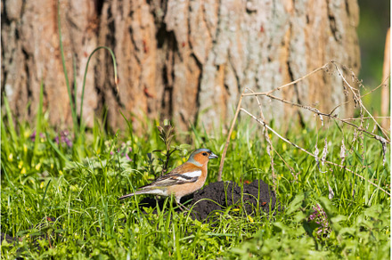 finch among green grass and flowers, a Nature Photo by Pakosta