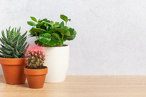 Potted plants creating cozy home atmosphere on wooden surface, a Background Photo by Olena Rudo