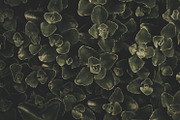 Dark green backgrounds, a Nature Photo by Alekseyliss (Thumbnail 4 of 10)