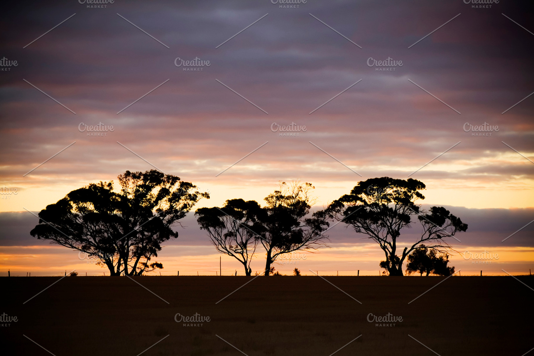 Tree Silhouette, a Nature Photo by THP Creative