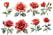 Watercolor Red Rose Clipart, an Illustration by Designworld (Thumbnail 3 of 4)