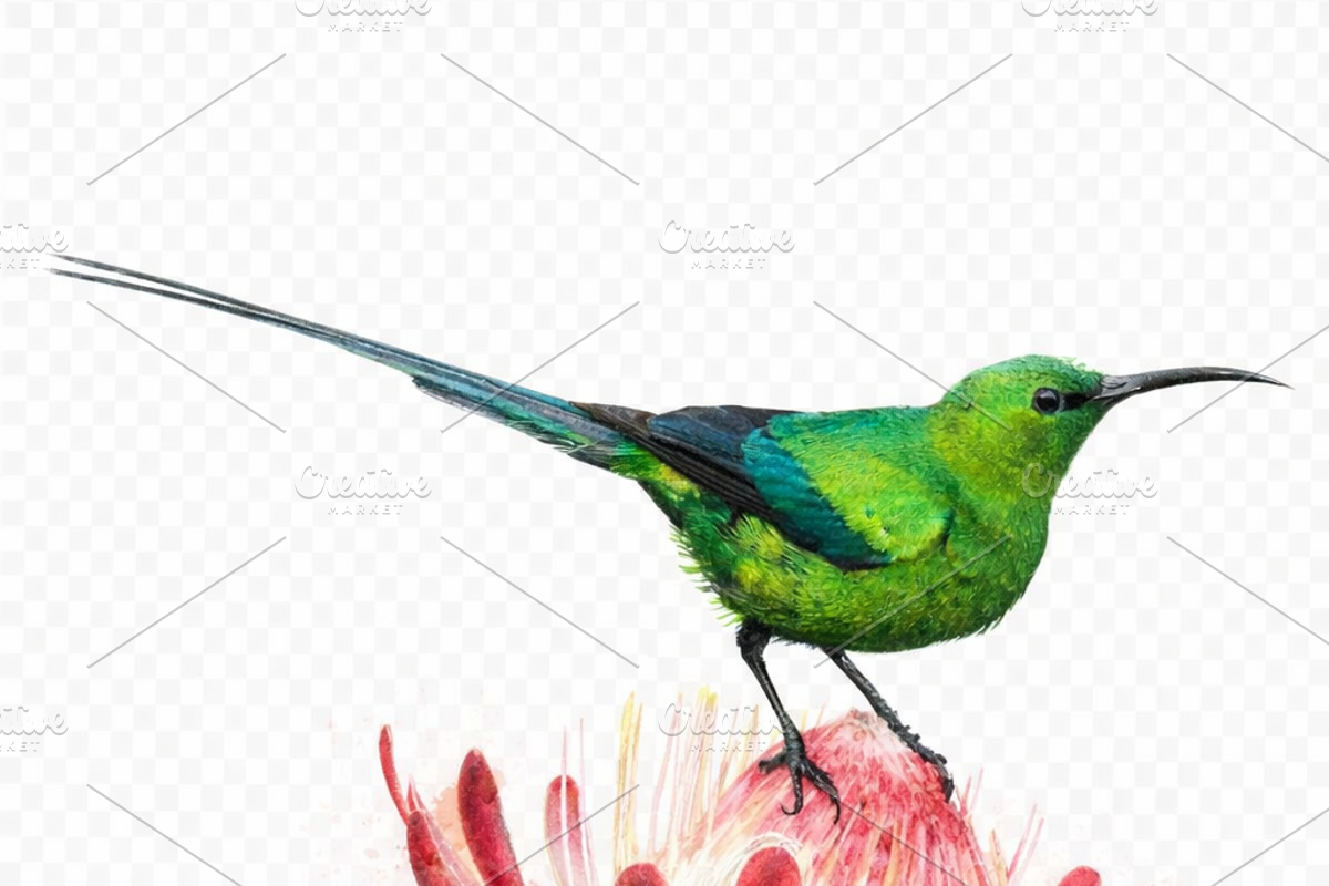 Watercolor Birds, an Animal Illustration by Karliefie (Photo 4 of 5)