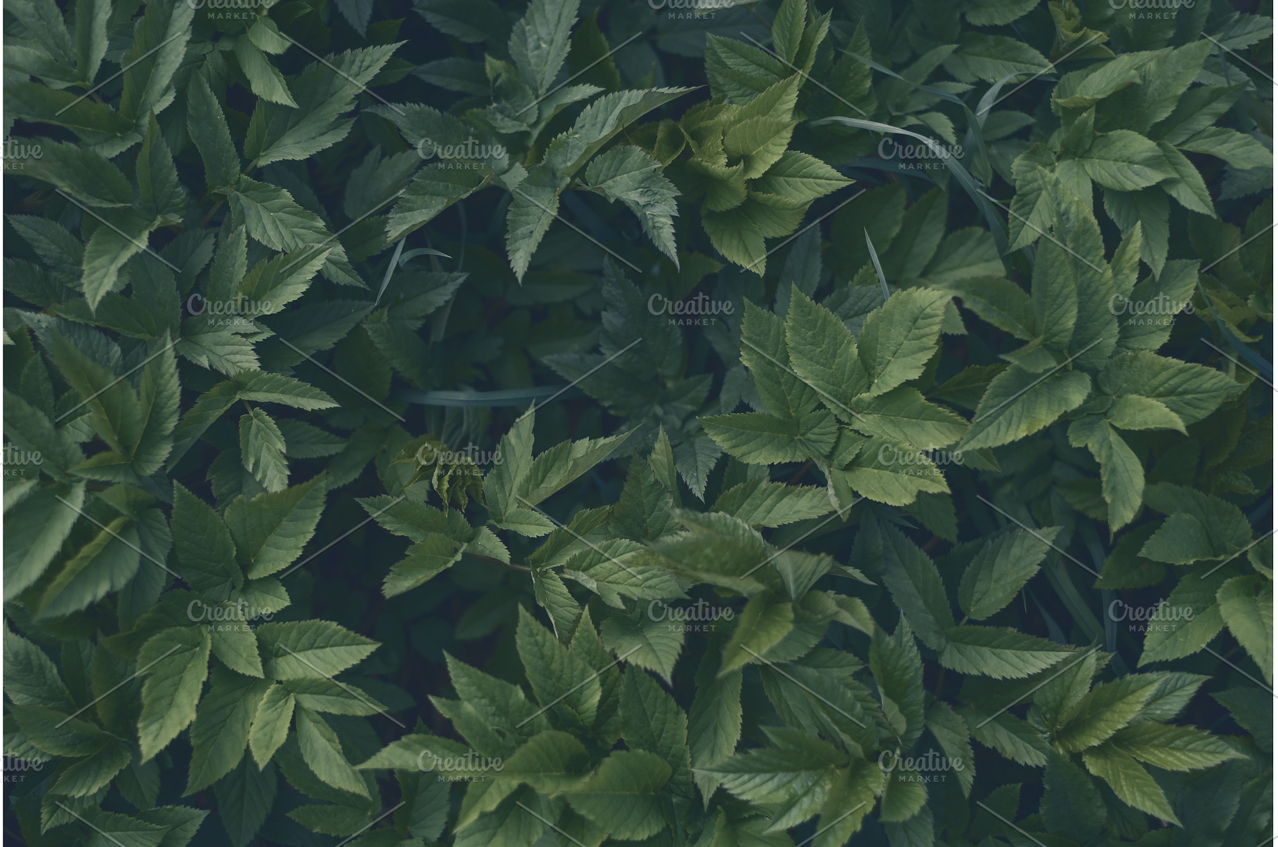 Green leaves of goat grass, a Nature Photo by Koldunov