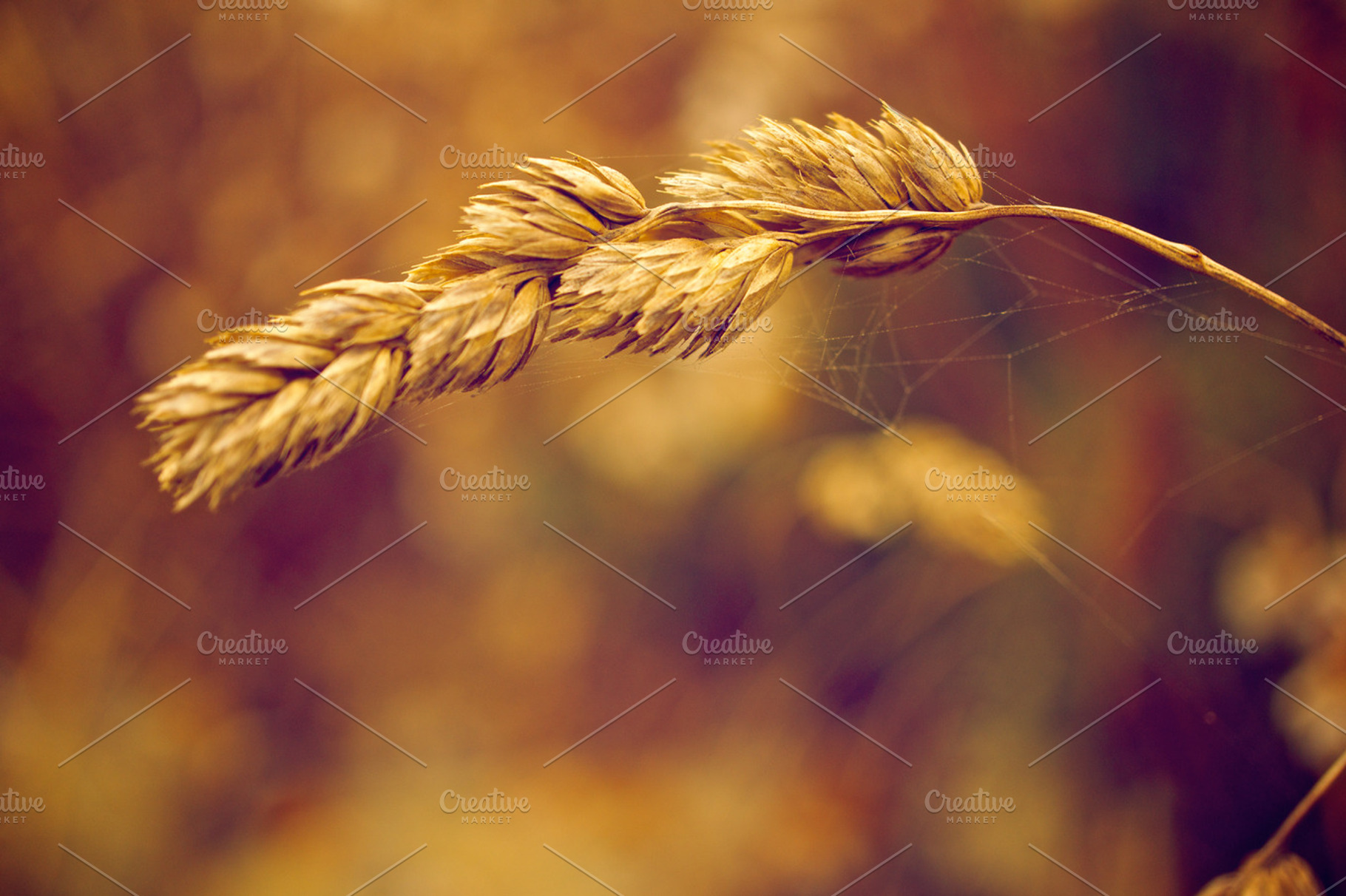 Wild Grass Stock Photo Containing Sharp And Golden Hour