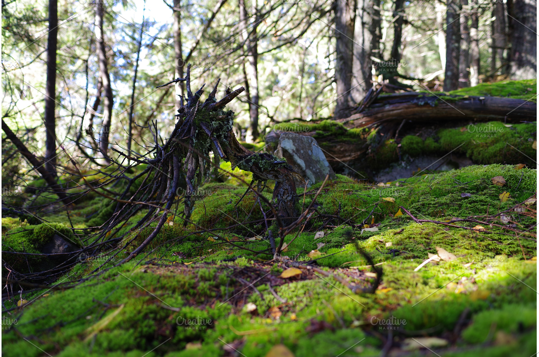 Natural moss podium in forest with, a Nature Photo by Stockphoto by vzwer