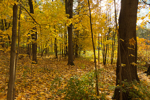 A serene forest path covered with vibrant yellow autumn leaves, surrounded by t, a Nature Photo by Textures & Backgrounds