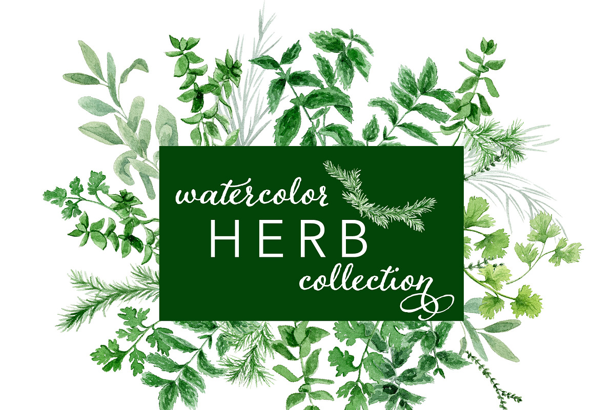 Watercolor Herb Collection, an Illustration by One and Only Paper (Photo 1 of 7)