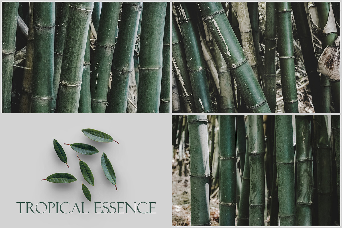 Tropical Essence. Photo bundle, a Wallpaper Graphic by EYWA ART (Photo 6 of 8)