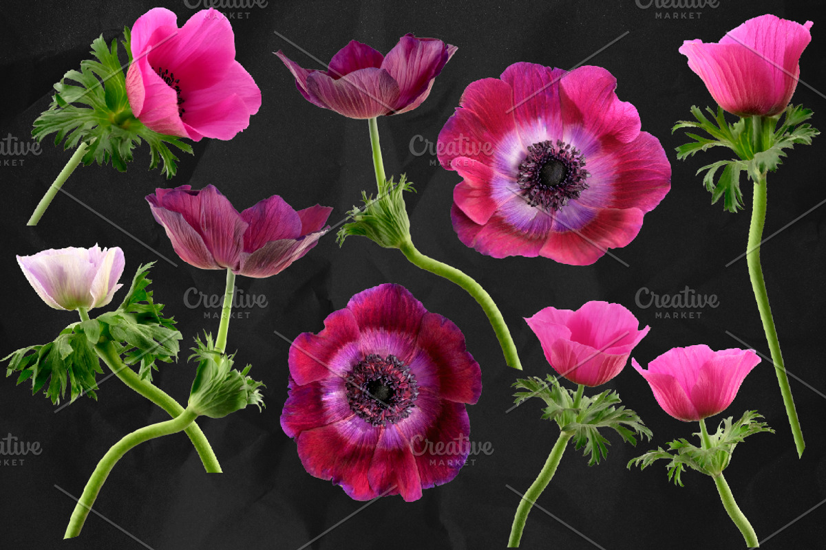 Anemone Flower ClipArt - Specimens, an Object Graphic by Turning Moss (Photo 3 of 7)