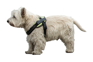 White terrier dog with harness isolated photo, an Animal Photo by DanFLCreativo