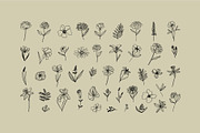 Elegant Botanicals | 100% Hand drawn, a Decorative Illustration by Olia (Thumbnail 3 of 14)