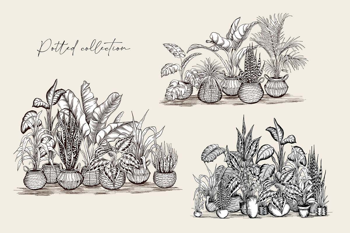 Tropical black& white plants, a Decorative Illustration by Jeanna Draw (Photo 15 of 17)