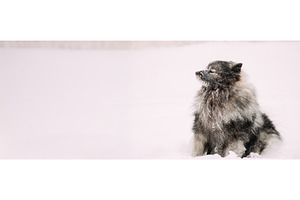 Keeshond Dog Play Outdoor In Snow, an Animal Photo by Our Amazing World