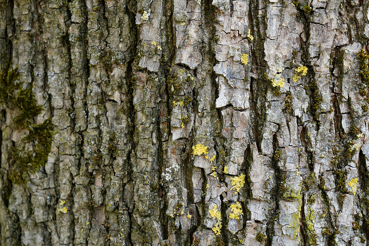 30 Tree Trunk Texture Photos, a Texture Graphic by Bilgep_design (Photo 3 of 16)