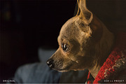 Digital Film Supply 03 - LR Presets, an Action Add-On by beto (Thumbnail 5 of 5)