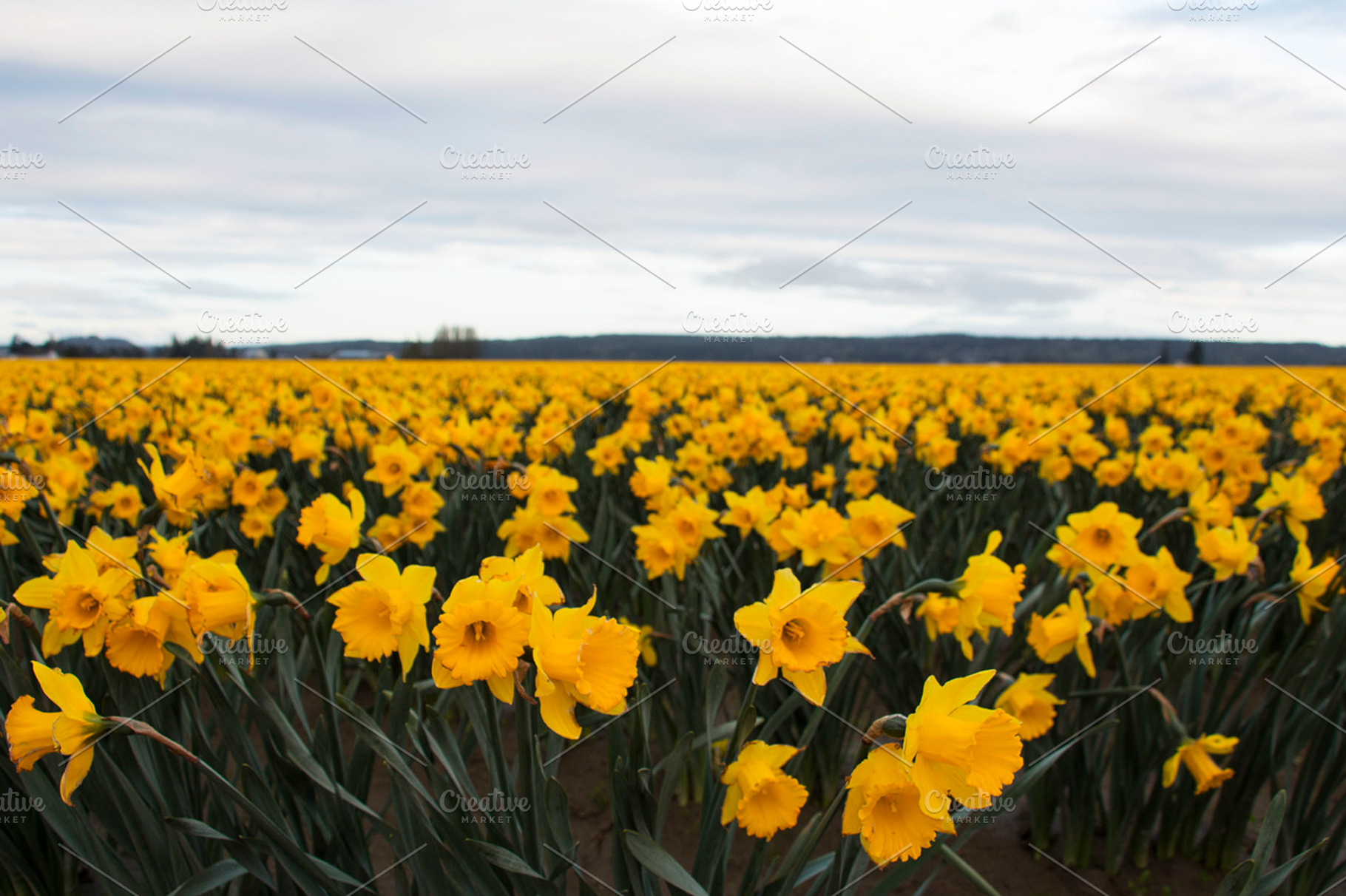 Bright Field of Daffodils at Sunrise, a Nature Photo by Girl North