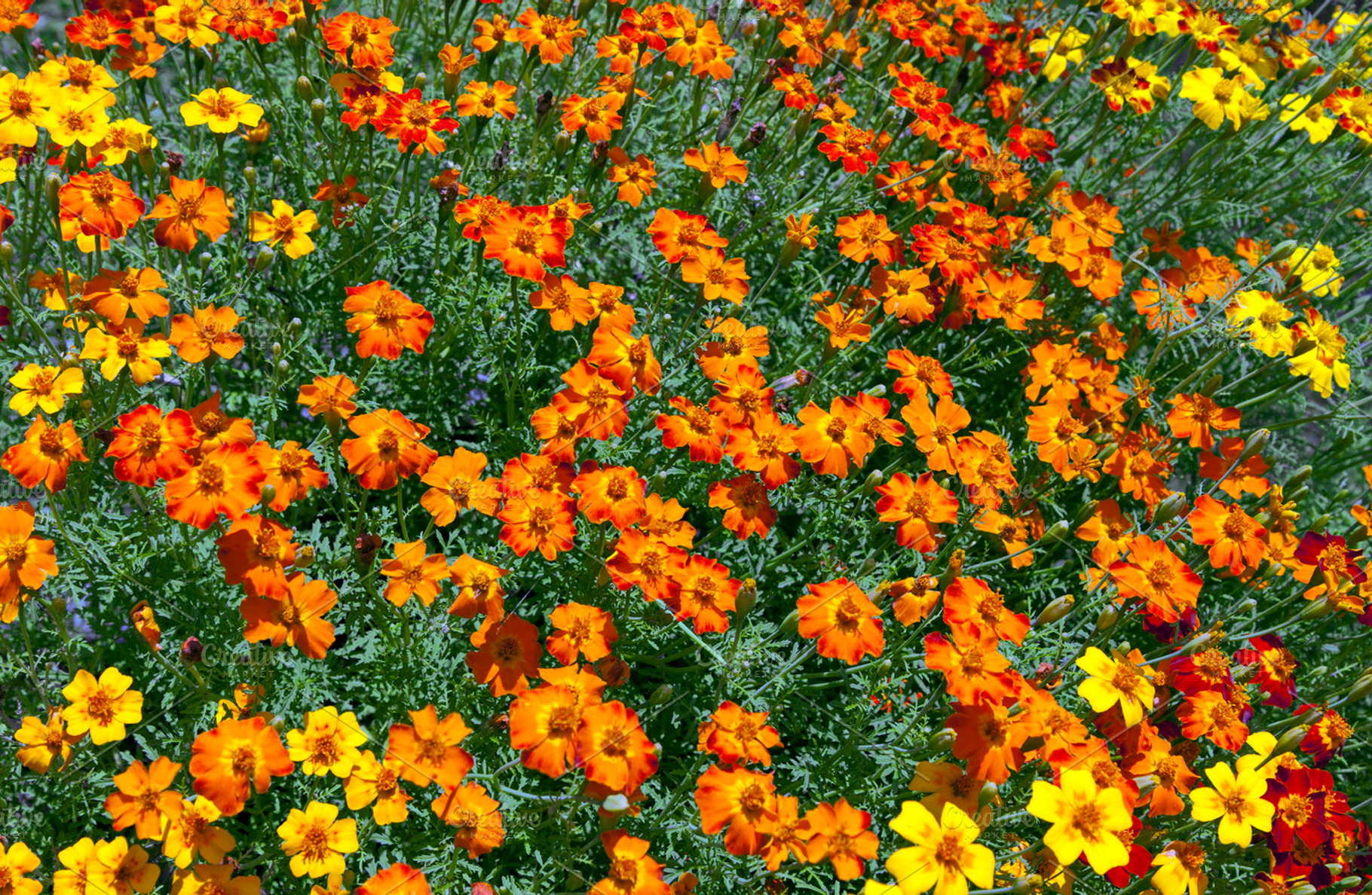 Flower background, a Nature Photo by BOOCYS