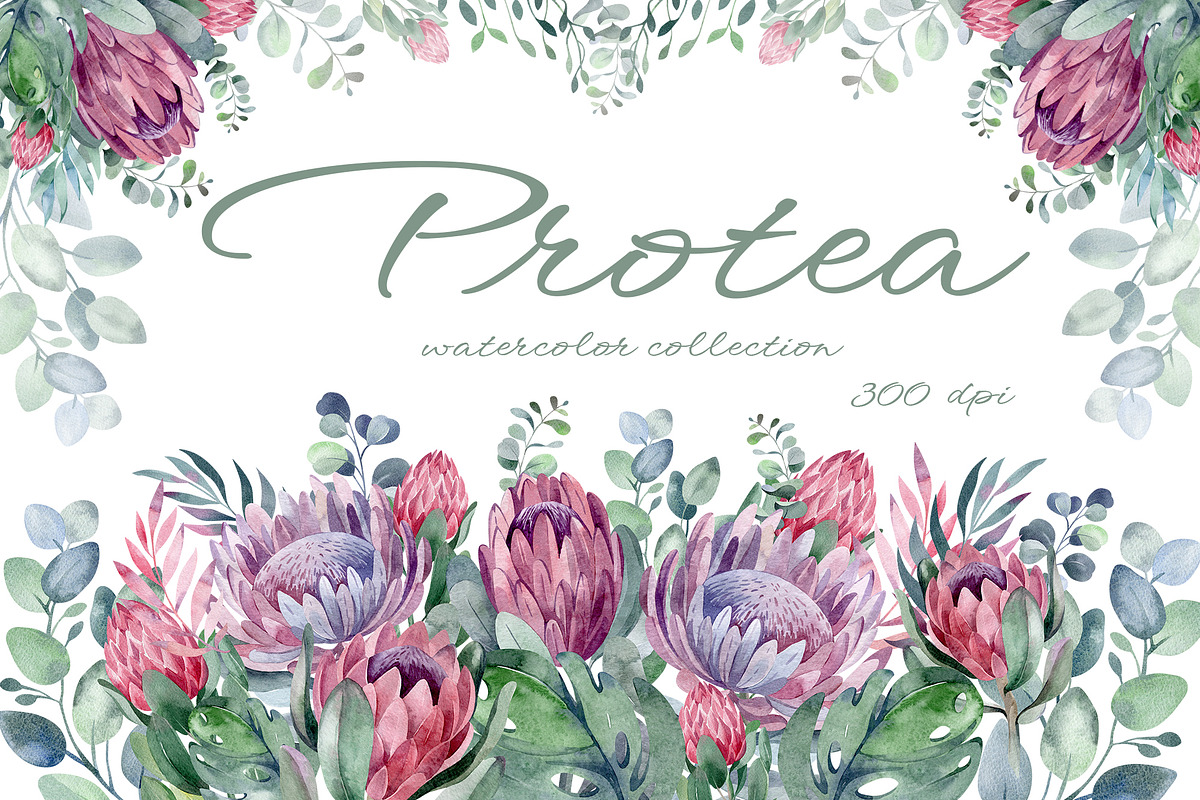 PROTEA watercolor flowers clipart, an Illustration by LenArt (Photo 1 of 16)