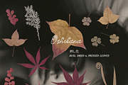 Oshibana Dried & Pressed Fall Leaves, an Object Graphic by Lana Elanor (Thumbnail 9 of 17)