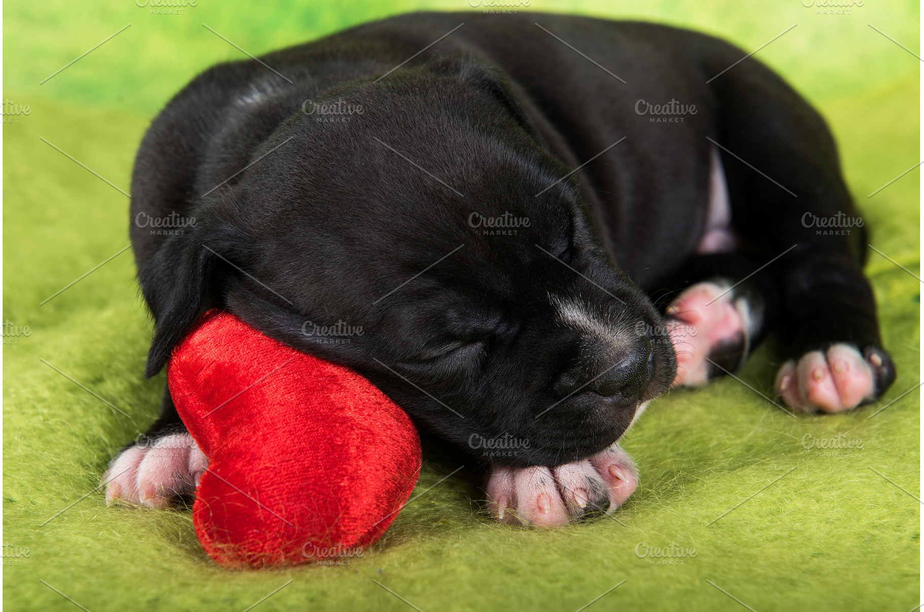 Black and white American, an Animal Photo by COLORFUL