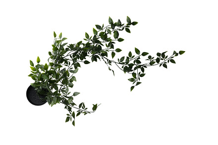 Close up of trailing, vining plant, a Nature Photo by HalfPoint