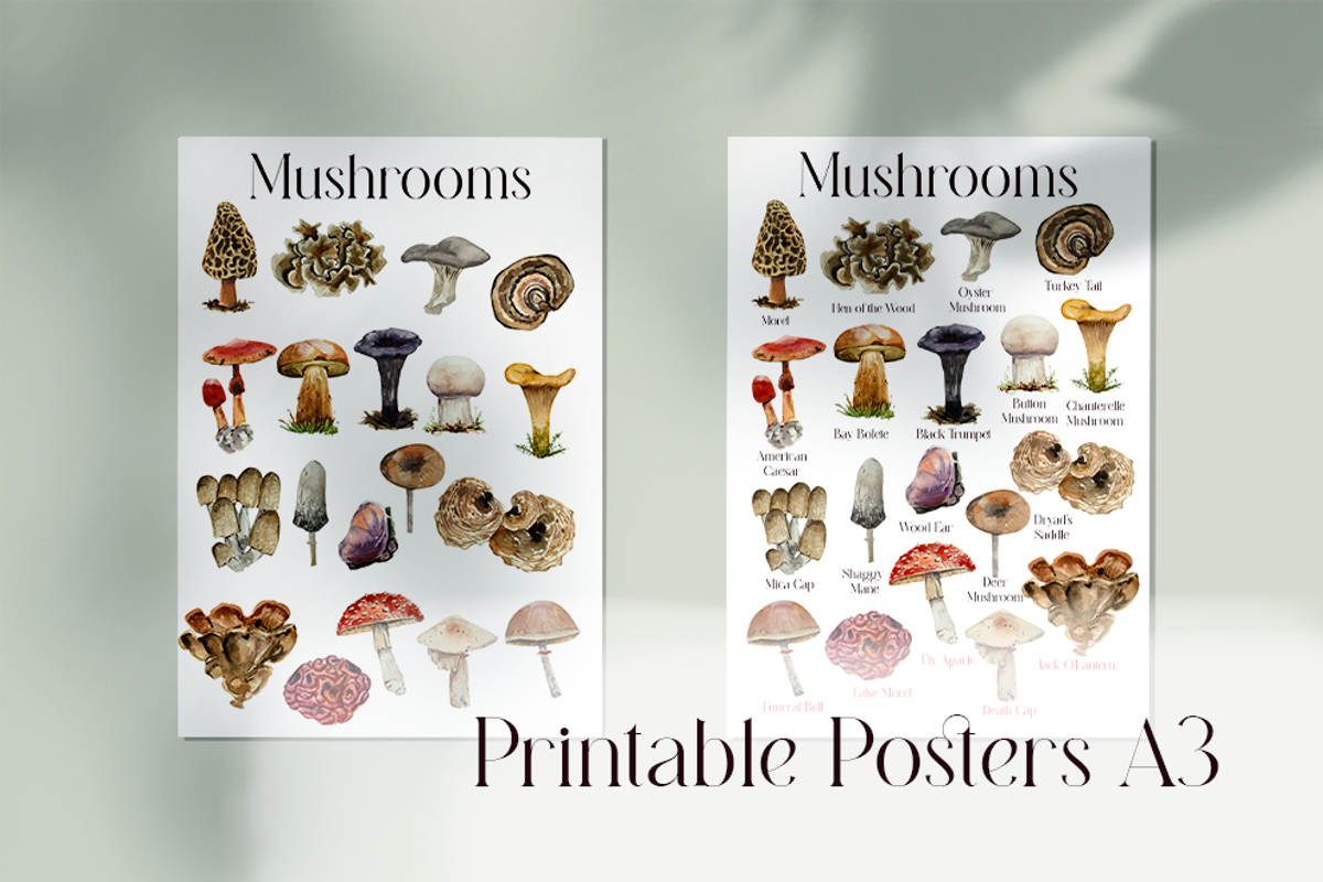 America Mushroom Watercolor Set, an Education Illustration by Tati Bordiu (Photo 2 of 6)