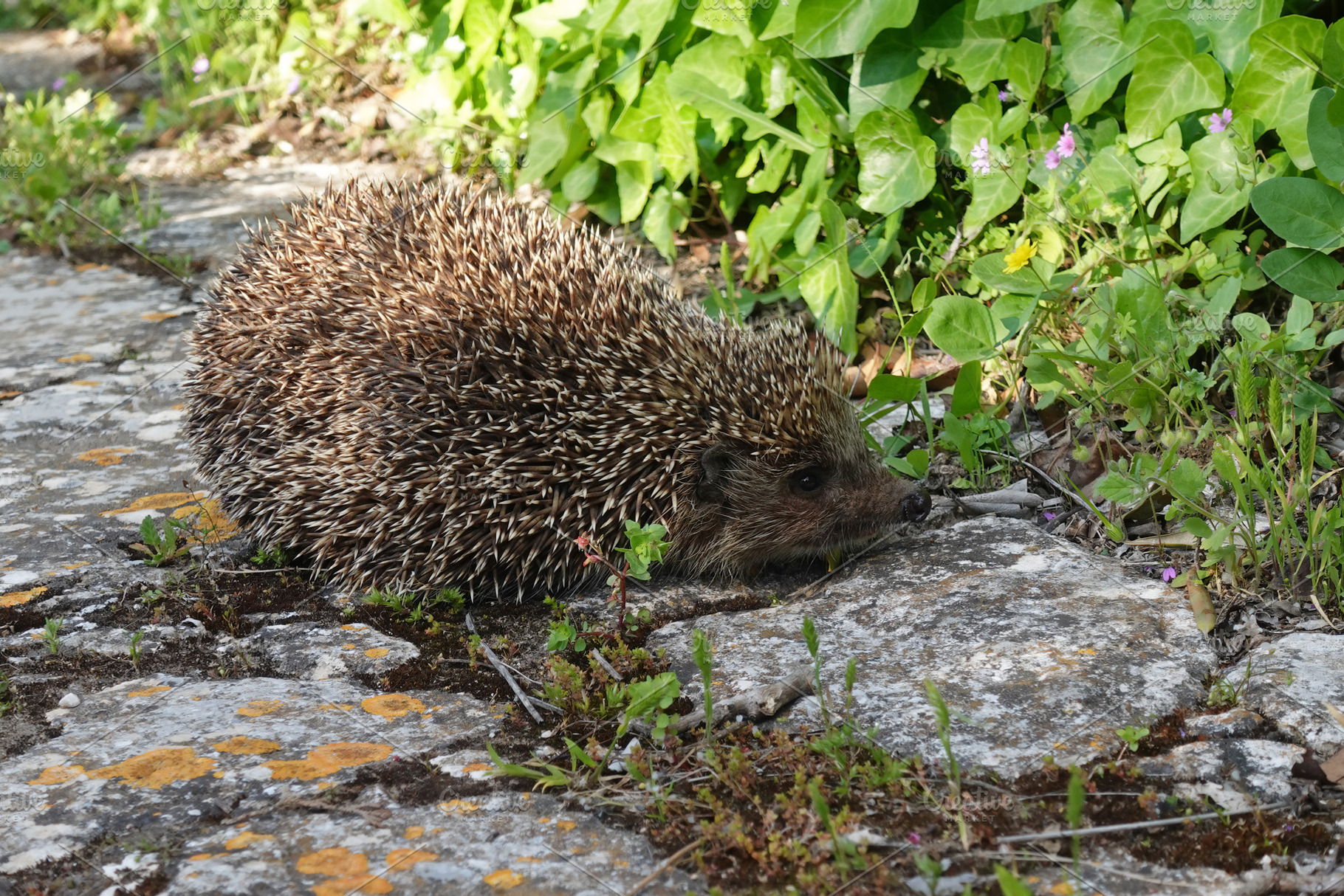 small hedgehog animal spiny mammal, an Animal Photo by sirylok